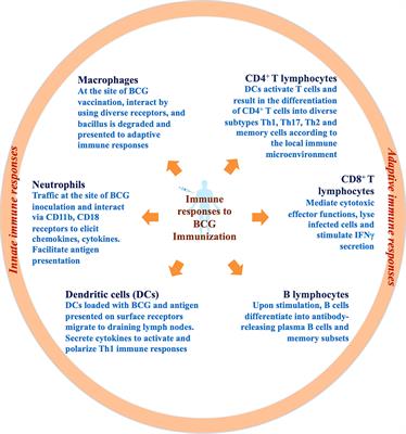 Progressive Host-Directed Strategies to Potentiate BCG Vaccination Against Tuberculosis